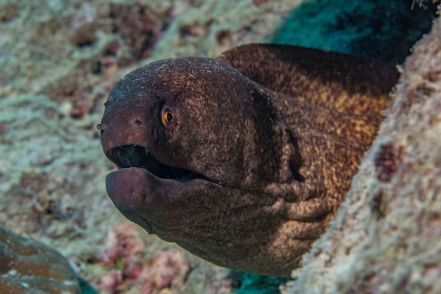 Coiba Island Under Water Tour